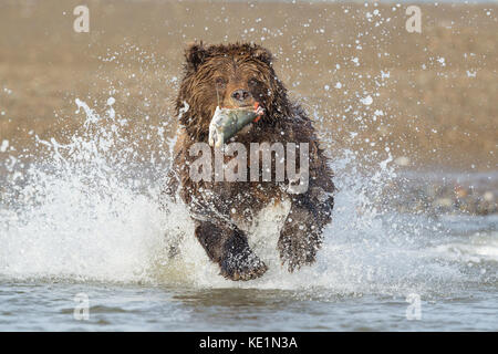 Alaskan orso bruno a caccia di salmone in Alaska Foto Stock