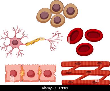 Diversi tipi di cellule staminali illustrazione Illustrazione Vettoriale