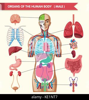 Diagramma che mostra gli organi del corpo umano illustrazione Illustrazione Vettoriale