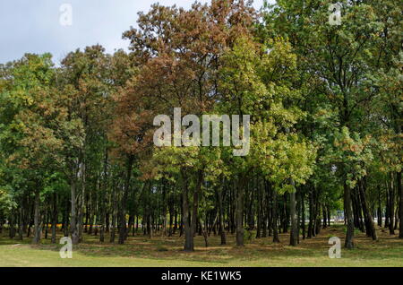 Popolare il parco nord per il resto con autunnale di vecchia foresta nel quartiere vrabnitsa, sofia, Bulgaria Foto Stock