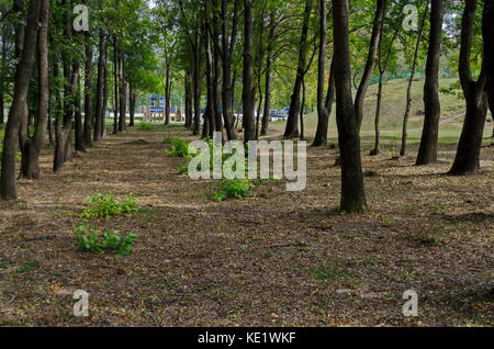 Popolare il parco nord per il resto con autunnale di vecchia foresta nel quartiere vrabnitsa, sofia, Bulgaria Foto Stock