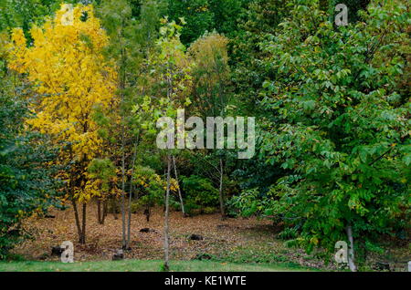 Popolare il parco nord per il resto con autunnale di vecchia foresta nel quartiere vrabnitsa, sofia, Bulgaria Foto Stock