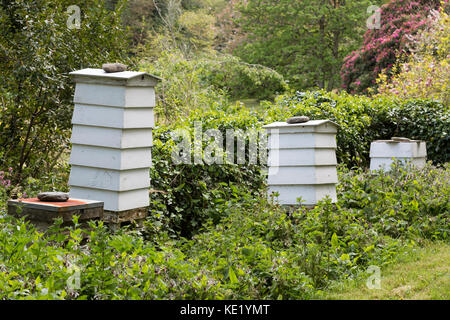 In legno tradizionali alveari in campagna Foto Stock