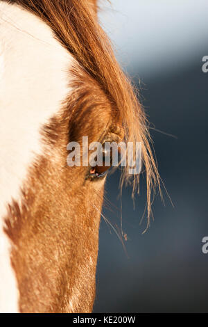 Horse closeup di occhi e volto Foto Stock