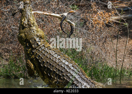 Coccodrillo del Nilo nel parco nazionale di Kruger, sud africa ; specie Crocodylus niloticus famiglia di crocodylidae Foto Stock