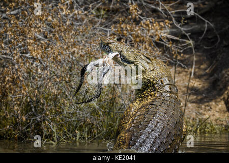 Coccodrillo del Nilo nel parco nazionale di Kruger, sud africa ; specie Crocodylus niloticus famiglia di crocodylidae Foto Stock