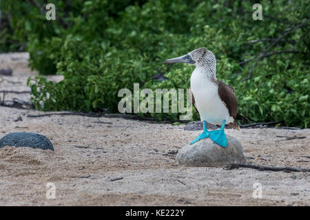 Blue footed booby su North Seymour island, galapagos. Il maschio di posatoi su una roccia per attirare l' attenzione della femmina Foto Stock