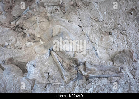 Primo piano di ossa di dinosauro, dinosaur quarry presentano, dinosaur National Monument, Utah, Stati Uniti d'America Foto Stock