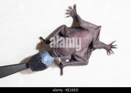 Eastern long-eared bat (nyctophilus bifax). bambino orfano a cura di bere latte di sostituzione per il make-up applicatore. mucca bay. queensland. australia Foto Stock