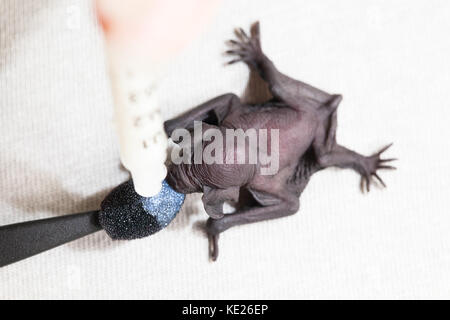 Eastern long-eared bat (nyctophilus bifax). bambino orfano a cura di bere latte di sostituzione per il make-up applicatore. mucca bay. queensland. australia Foto Stock