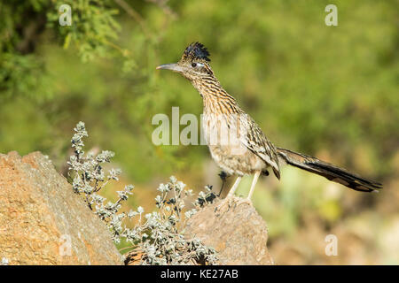 Maggiore roadrunner geococcyx californianus amado, santa cruz county, Arizona, Stati Uniti 20 Maggio 2017 adulto cuculidi Foto Stock