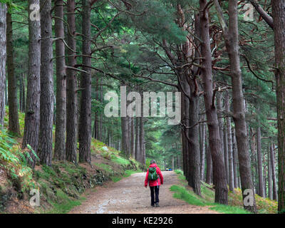 Camminare vicino al lago superiore nella valle di Glendalough, Irlanda Foto Stock