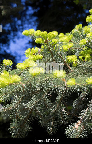 Grecian Abete Abies cephalonica (Pinaceae Foto stock