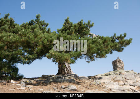 Albero di pino sulla sommità del Ipsarion o Ypsario montagna, Thassos, Grecia, isola greca, Settembre. Foto Stock