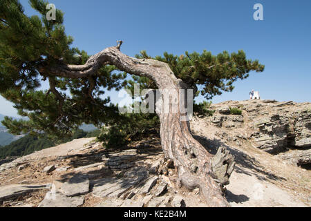 Albero di pino sulla sommità del Ipsarion o Ypsario montagna, Thassos, Grecia, isola greca, Settembre. Foto Stock