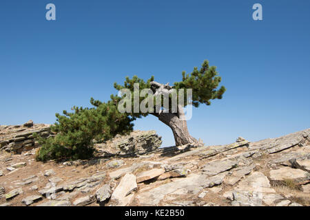 Albero di pino sulla sommità del Ipsarion o Ypsario montagna, Thassos, Grecia, isola greca, Settembre. Foto Stock