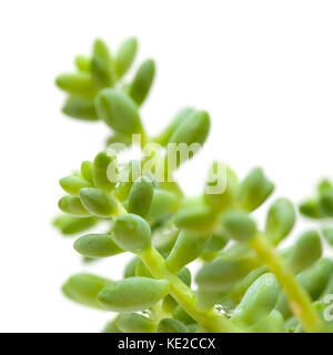 Verde piccola pianta di sedum isolati su sfondo bianco Foto Stock