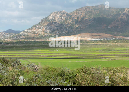 Risaie nel paese lato del Vietnam. Foto Stock