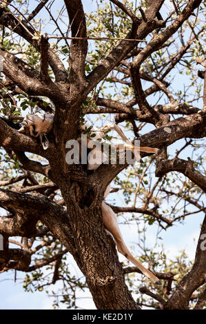 Leopardo prey su un albero nel Masai Mara, Kenya Foto Stock