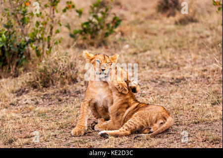 I cuccioli leoni nel Masai Mara, Kenya Foto Stock