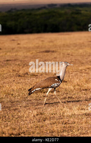 Kori bustard nel Masai Mara, Kenya Foto Stock