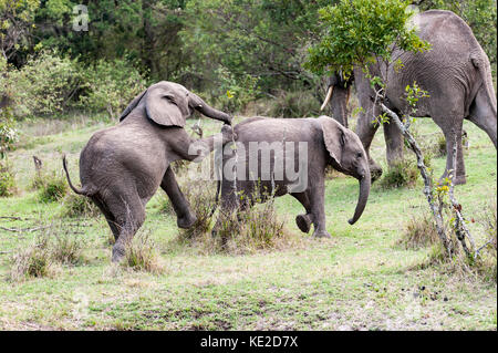 Giovani elefanti che giocano nel Masai Mara, Kenya Foto Stock