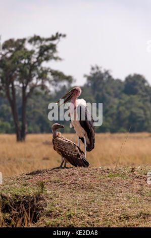 Marabou Stork nel Masai Mara, Kenya Foto Stock