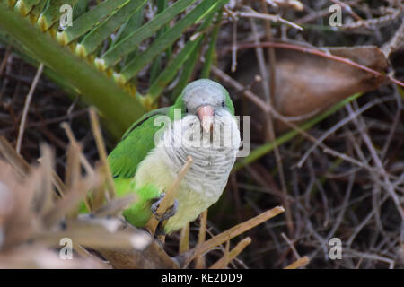 Monaco parrocchetto bird ritratto in Barcellona, Spagna Foto Stock