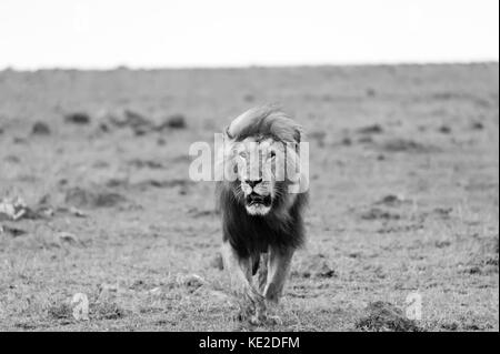 Immagine in bianco e nero di un leone nella Riserva Nazionale Maasai Mara Foto Stock