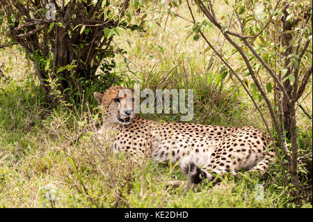 Un Cheetah che riposa nella Riserva Nazionale di Maasai Mara Foto Stock