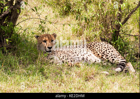 Un Cheetah che riposa nella Riserva Nazionale di Maasai Mara Foto Stock