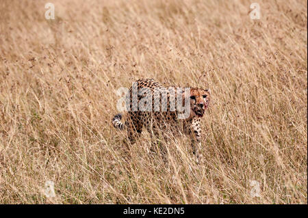 Cheetah dopo un'uccisione nella Riserva Nazionale Maasai Mara Foto Stock