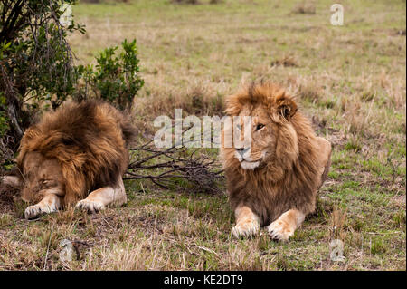 Maschio di leone in Masai Mara, Kenya Foto Stock