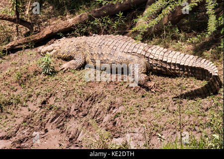 Coccodrillo africano sulle rive del fiume Mara Foto Stock