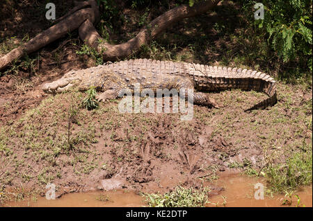 Coccodrillo africano sulle rive del fiume Mara Foto Stock