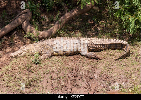 Coccodrillo africano sulle rive del fiume Mara Foto Stock