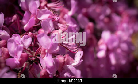 Fiore rosa di albero di giuda - foto scattata in una mattina di sole in lidoriki, Grecia Foto Stock