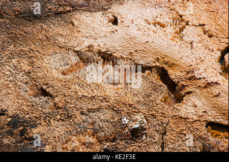 Agosto 22, 2017 - Parco nazionale di Yellowstone Foto Stock