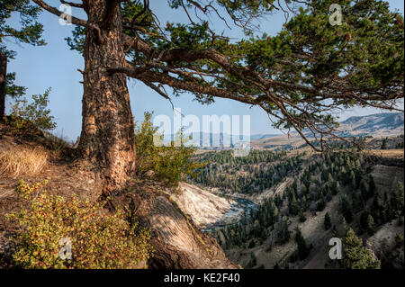 Agosto 22, 2017 - Parco nazionale di Yellowstone Foto Stock