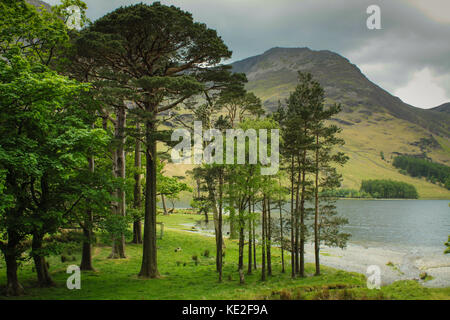 Alberi sulla riva del lago buttermere, Lake District inglese Foto Stock