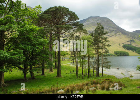 Alberi sulla riva del lago buttermere, Lake District inglese Foto Stock