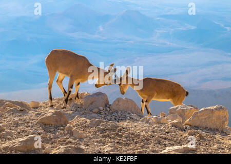 Lotta prima Foto Stock