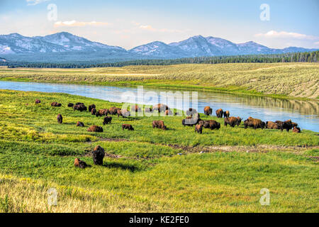 Agosto 22, 2017 - Parco nazionale di Yellowstone Foto Stock