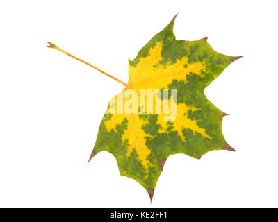 Autunno Foglia di acero isolato su sfondo bianco Foto Stock