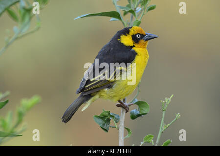 Un tessitore di Baglafecht giallo e nero [Ploceus baglafecht] arroccato sul ramo nella zona di conservazione di Ngorongoro Tanzania Foto Stock