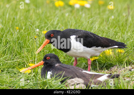 Maschio e femmina eurasian oystercatcher wader bird (Haematopus ostralegus) arroccato in un colorato prato in fiore rovistando, cantando e chiamando durante Foto Stock