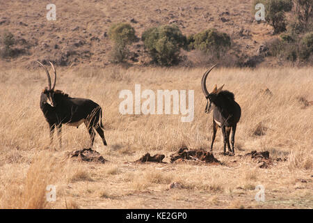 Coppia di Sable Antelope su un gioco riserva vicino Johannesburg, Sud Africa Foto Stock
