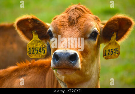 Mucca headshot con etichette di identificazione in orecchie Foto Stock