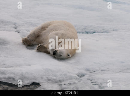 Adulto di orso polare rotolamento sul mare ghiacciato, Svalbard Foto Stock