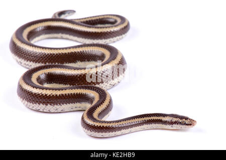 Rosy messicano boa, lichanura trivirgata trivirgata Foto Stock